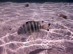 Abudefduf septemfasciatus