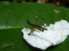 Eumastax