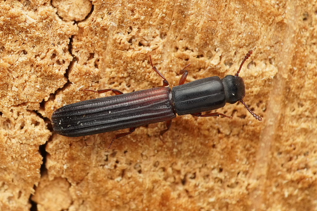 Colydium filiforme