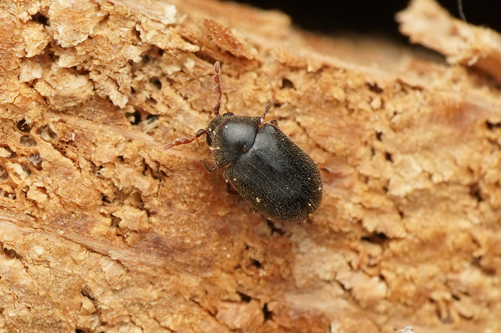 Dorcatoma chrysomelina