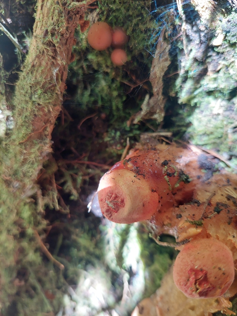 Calostoma cinnabarinum · June 2023 · photo: © danielmesa1 (iNaturalist, cc-by)