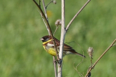 Emberiza aureola