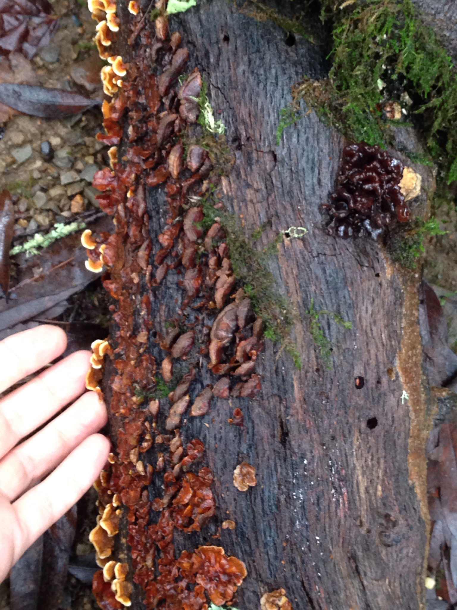 Tremella foliacea image