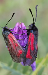 Zygaena minos