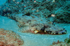 Papilloculiceps longiceps