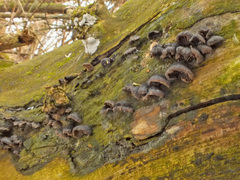 Resupinatus trichotis