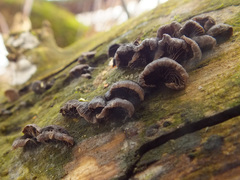 Resupinatus trichotis