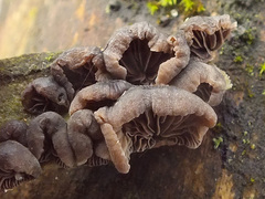 Resupinatus trichotis