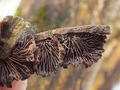 Resupinatus trichotis