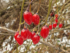 Solanum dulcamara
