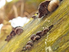 Resupinatus trichotis