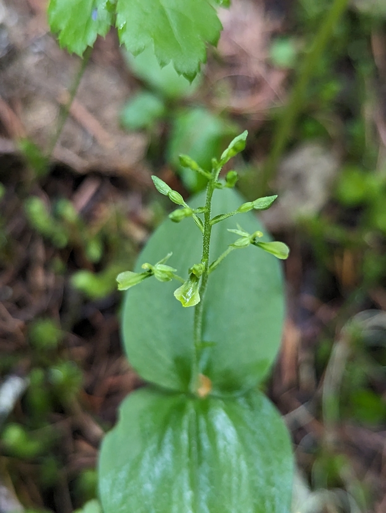 Neottia banksiana