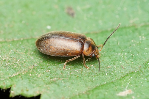 Microcara testacea, photo 7 of 8
