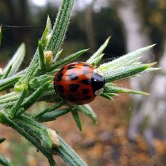Harmonia axyridis
