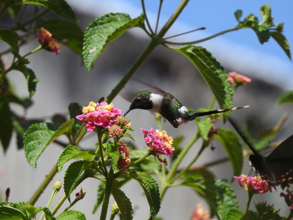 June Hummingbird Sparkling-tailed Hummingbird in June 2023 by SIRUKI EDUCACIÓN AMBIENTAL ...