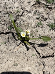 Sagittaria montevidensis ssp. calycina