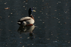 Anas platyrhynchos
