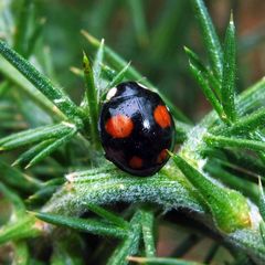 Harmonia axyridis