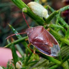 Piezodorus lituratus