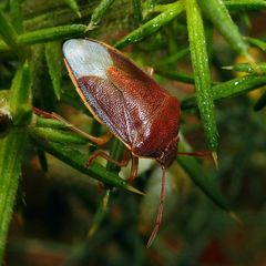 Piezodorus lituratus
