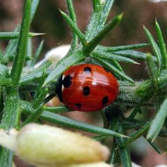 Coccinella septempunctata