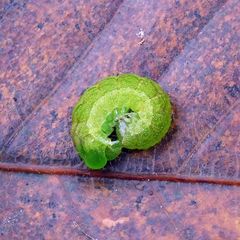 Phlogophora meticulosa