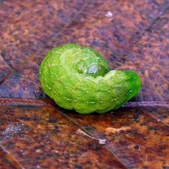 Phlogophora meticulosa