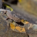 Gecko Andino - Photo (c) Damián Ganime, algunos derechos reservados (CC BY-NC), subido por Damián Ganime