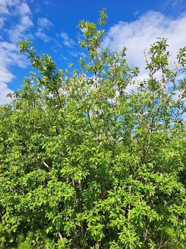 Image of Salix alaxensis by (c) Syd Cannings, some rights reserved (CC BY)