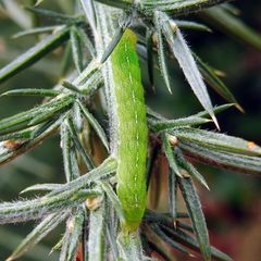 Phlogophora meticulosa