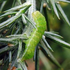 Phlogophora meticulosa