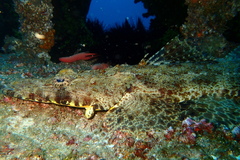 Papilloculiceps longiceps