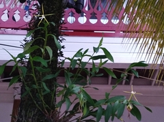 Epidendrum nocturnum