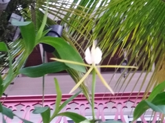 Epidendrum nocturnum