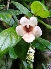 Drymonia alloplectoides
