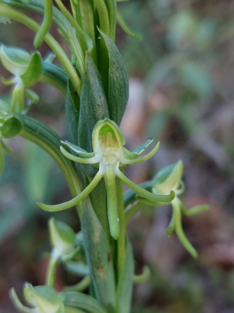 Habenaria lehmanniana