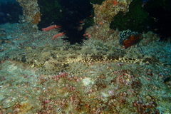 Papilloculiceps longiceps
