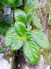 Drymonia alloplectoides
