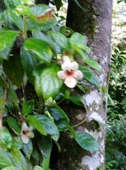 Drymonia alloplectoides