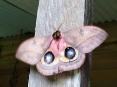 Automeris belti