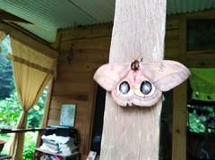 Automeris belti