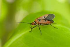 Dysdercus transversalis