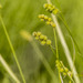 Crested Sedge - Photo (c) Kevin Shrock, some rights reserved (CC BY-NC), uploaded by Kevin Shrock