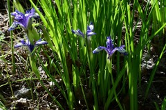 Iris ruthenica