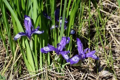 Iris ruthenica