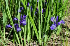 Iris ruthenica
