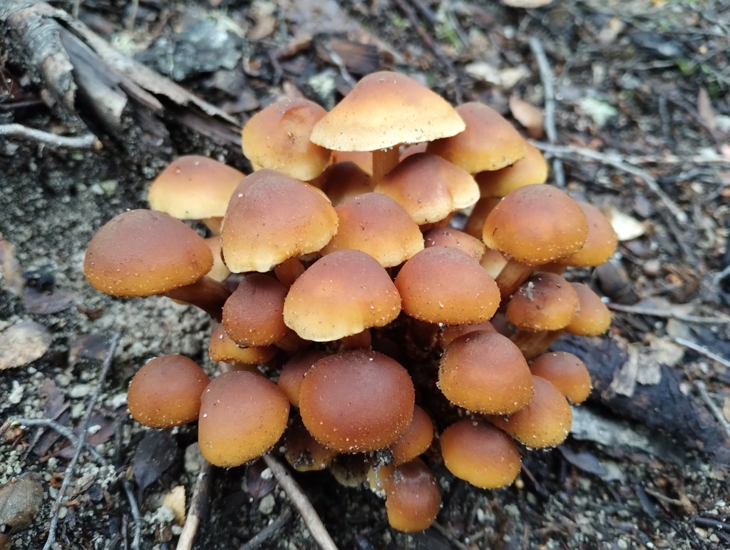 Hypholoma frowardii · June 2023 · photo: © nicoolejnik (iNaturalist, cc-by)