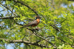 Turdus migratorius