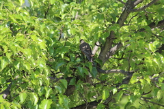 Turdus migratorius