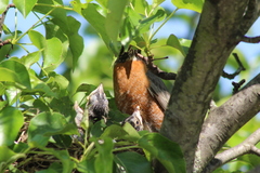 Turdus migratorius